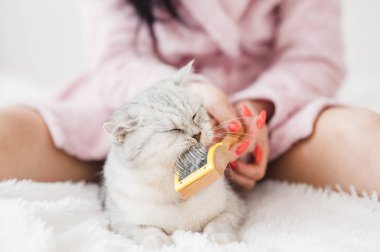 Beautiful light pussy of the Scottish breed. at lying in her owner's lap and enjoying while being brushed and combed.