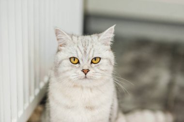 Komik gri kedi dinleniyor.