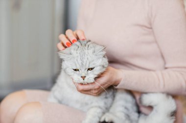 Komik gri kedi dinleniyor.
