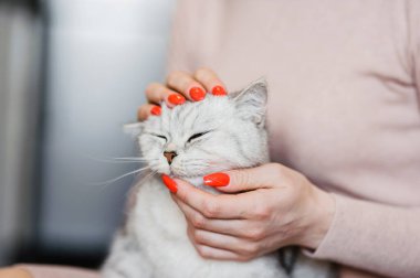 Komik gri kedi dinleniyor.