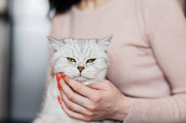 İskoç kedi yavrusu bir kızın ellerinde. Komik gri kedi..