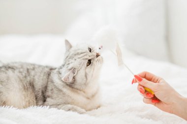 Top oynayan kedi. İskoç gümüşü. Kediyle oynayan kız..