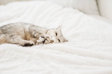 Güzel bir kedi bir oyuncakla oynanır.