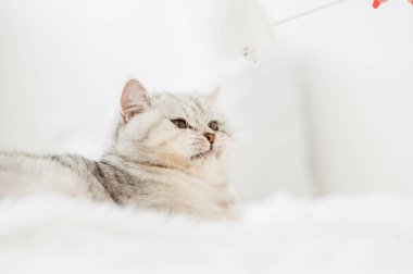 Güzel bir kedi bir oyuncakla oynanır.