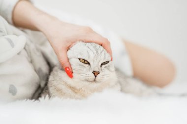 İskoç kedi yavrusu bir kızın ellerinde. Komik gri kedi..