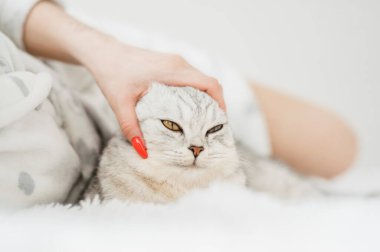 İskoç kedi yavrusu bir kızın ellerinde. Komik gri kedi..