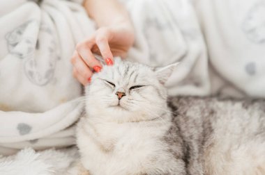 İskoç kedi yavrusu bir kızın ellerinde. Komik gri kedi..
