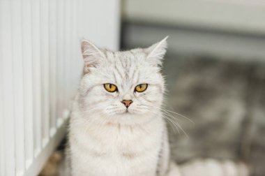 Parlak İskoç bir kedinin portresi.