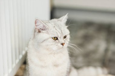 Parlak İskoç bir kedinin portresi.