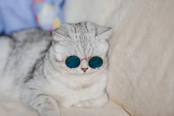 戴眼镜的猫真有趣 — 图库照片