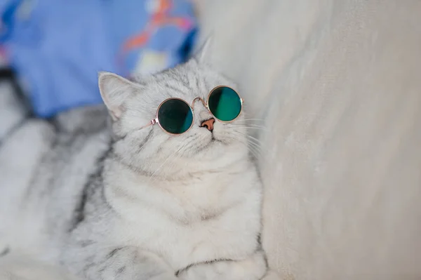 Gato Divertido Con Gafas —  Fotos de Stock