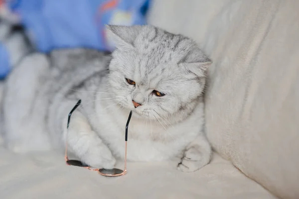 Rolig Katt Katt Med Glasögon — Stockfoto
