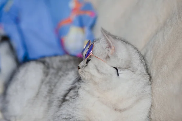 Chat Drôle Avec Des Lunettes — Photo