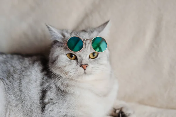 Vicces Macska Macska Szemüveggel — Stock Fotó