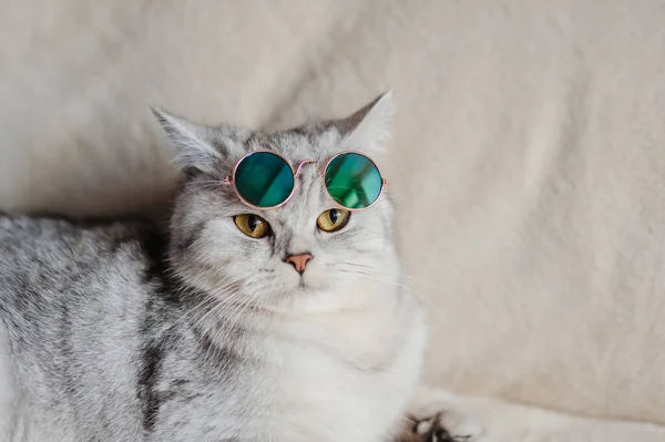 Lustige Katze Mit Brille — Stockfoto