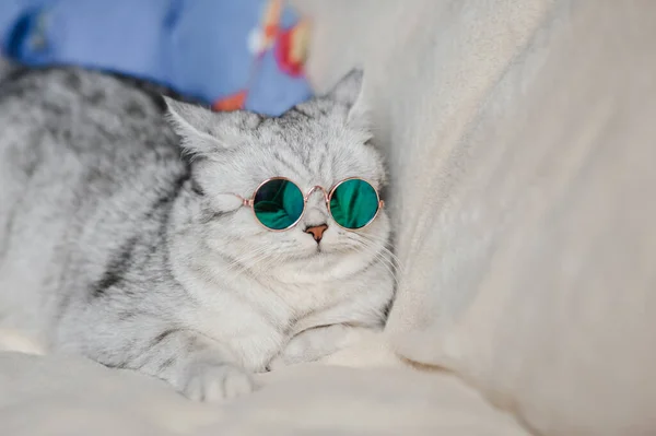 Chat Drôle Avec Des Lunettes — Photo