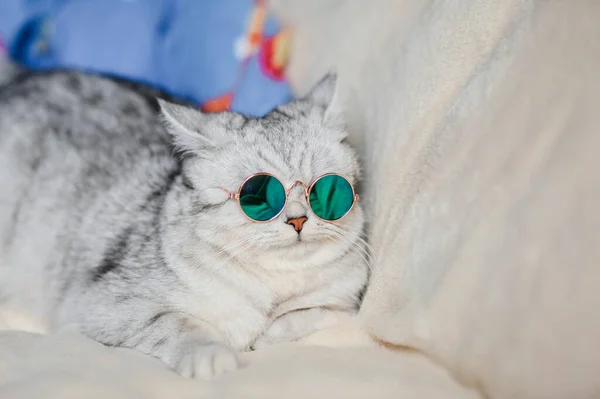 Gato Divertido Con Gafas —  Fotos de Stock