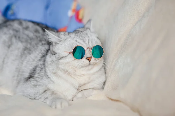 戴眼镜的猫真有趣 — 图库照片