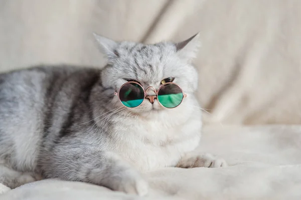 Gato Divertido Con Gafas — Foto de Stock
