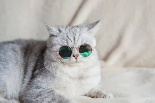 Chat Drôle Avec Des Lunettes — Photo