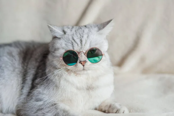 Lustige Katze Mit Brille — Stockfoto