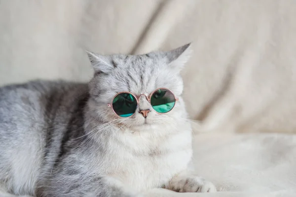 Chat Drôle Avec Des Lunettes — Photo