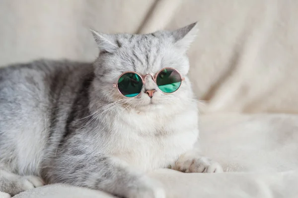 Gato Divertido Con Gafas —  Fotos de Stock