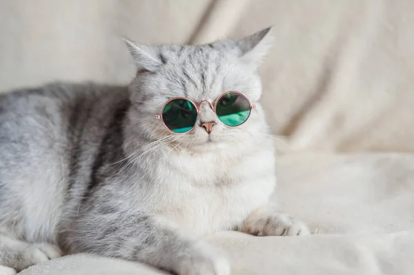 Chat Drôle Avec Des Lunettes — Photo