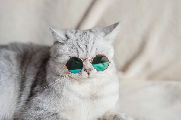 Смешной Кот Очках — стоковое фото