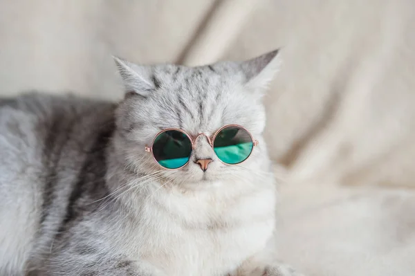 Gato Divertido Con Gafas — Foto de Stock