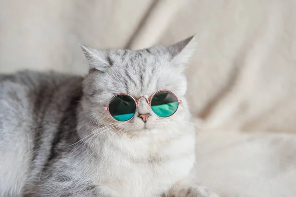 Gato Divertido Con Gafas — Foto de Stock