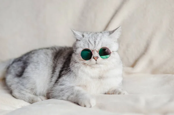 Jogos Dos Gatinhos Em Um Fundo Branco Imagem de Stock - Imagem de reto, gato:  7262627