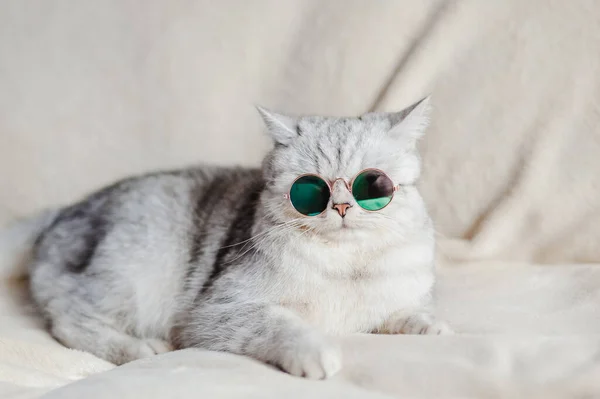 Gato Divertido Con Gafas — Foto de Stock