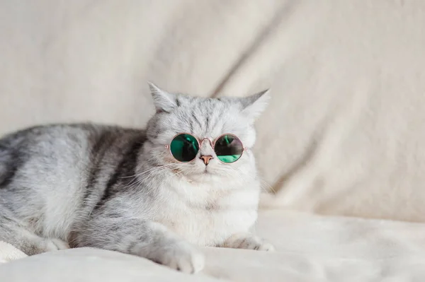 Chat Drôle Avec Des Lunettes — Photo