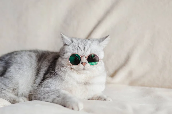 Gato Divertido Con Gafas — Foto de Stock