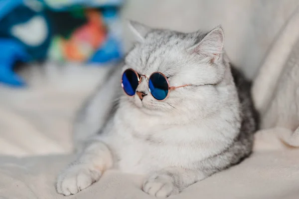 Chat Drôle Avec Des Lunettes — Photo