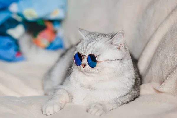 Rolig Katt Katt Med Glasögon — Stockfoto