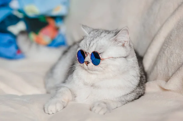 Chat Drôle Avec Des Lunettes — Photo