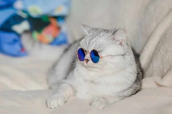 Gato Divertido Con Gafas — Foto de Stock