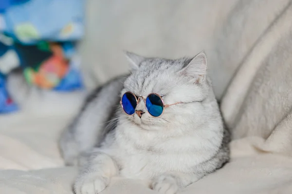 Gato Divertido Con Gafas — Foto de Stock