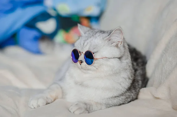 面白い猫猫とともに眼鏡 — ストック写真