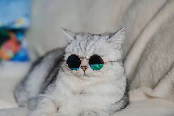 Lustige Katze Mit Brille — Stockfoto