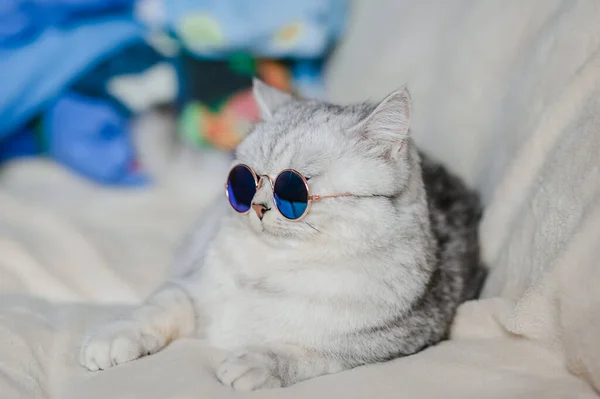 Gözlüklü Komik Kedi — Stok fotoğraf