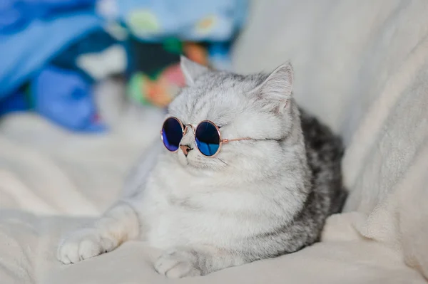 Gato Divertido Con Gafas — Foto de Stock