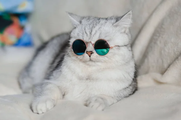 Gato Divertido Con Gafas — Foto de Stock