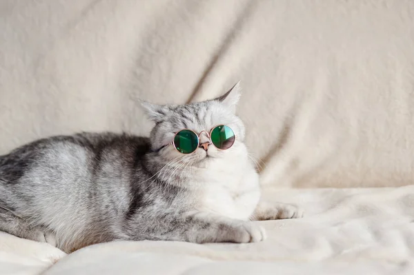 Katze Mit Brille Lustige Katze Der Schottischen Rasse — Stockfoto