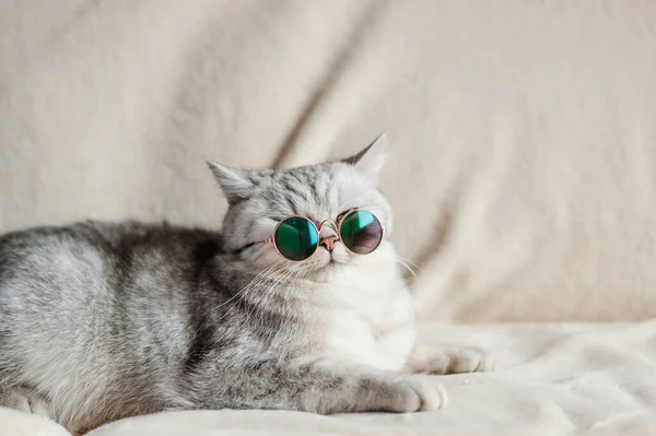 Szemüveges Macska Vicces Macska Ból Skót Tenyészt — Stock Fotó