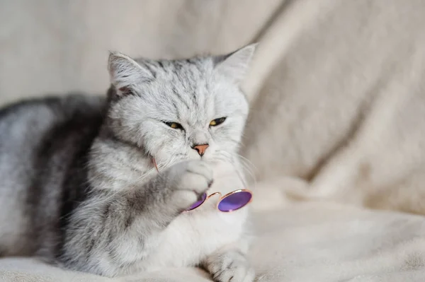 안경쓴 고양이 스코틀랜드 품종의 고양이 — 스톡 사진