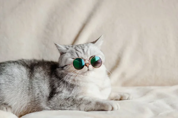 Lustige Katze Mit Brille — Stockfoto