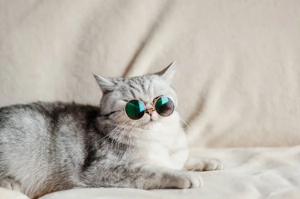 Katze Mit Brille Lustige Katze Der Schottischen Rasse — Stockfoto